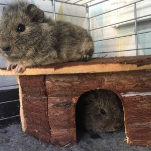 Guinea Pigs in Houses