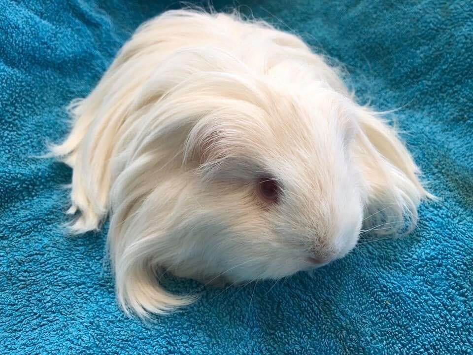 Guinea Pig Grooming