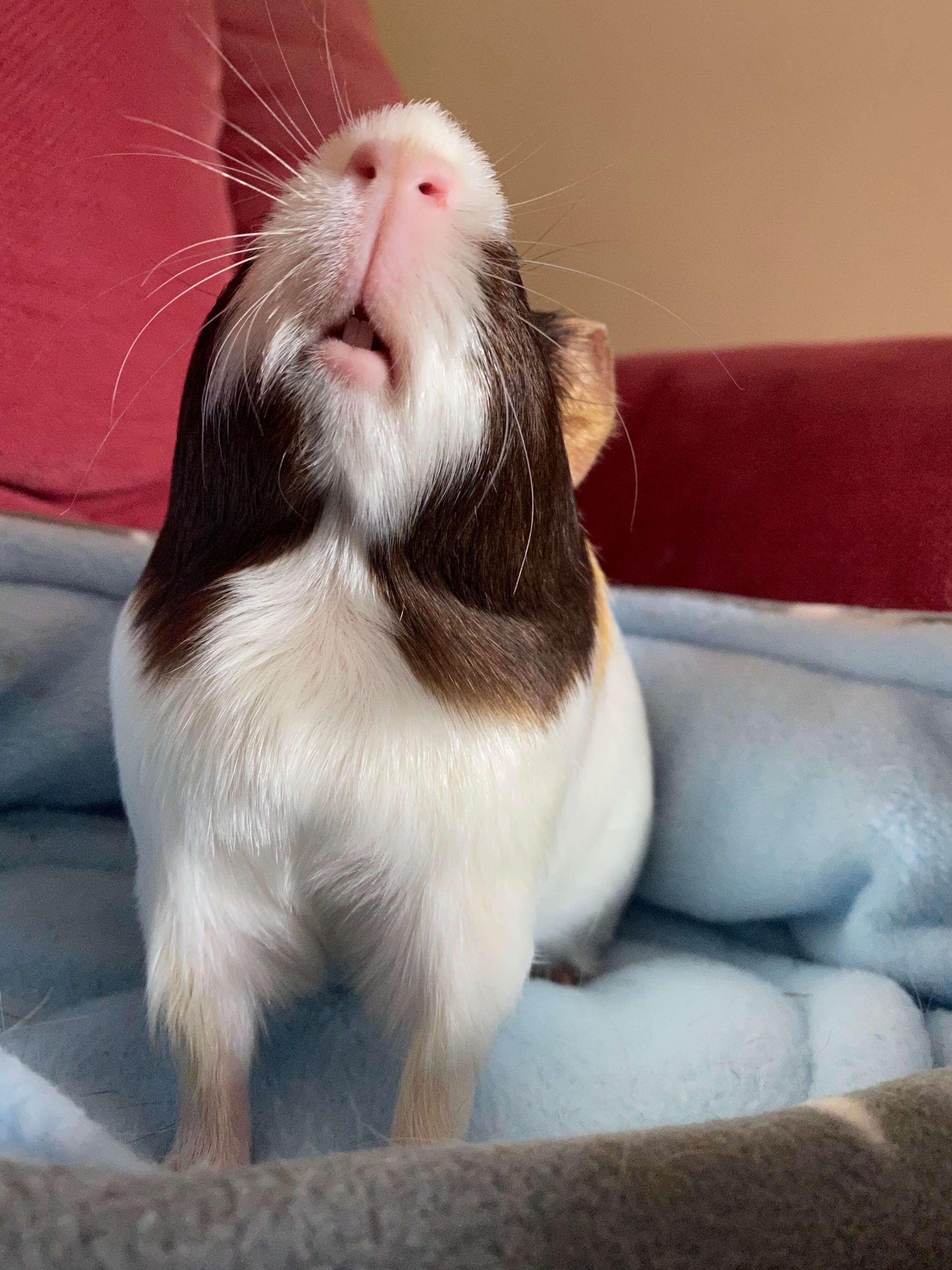 Guinea Pig Boars