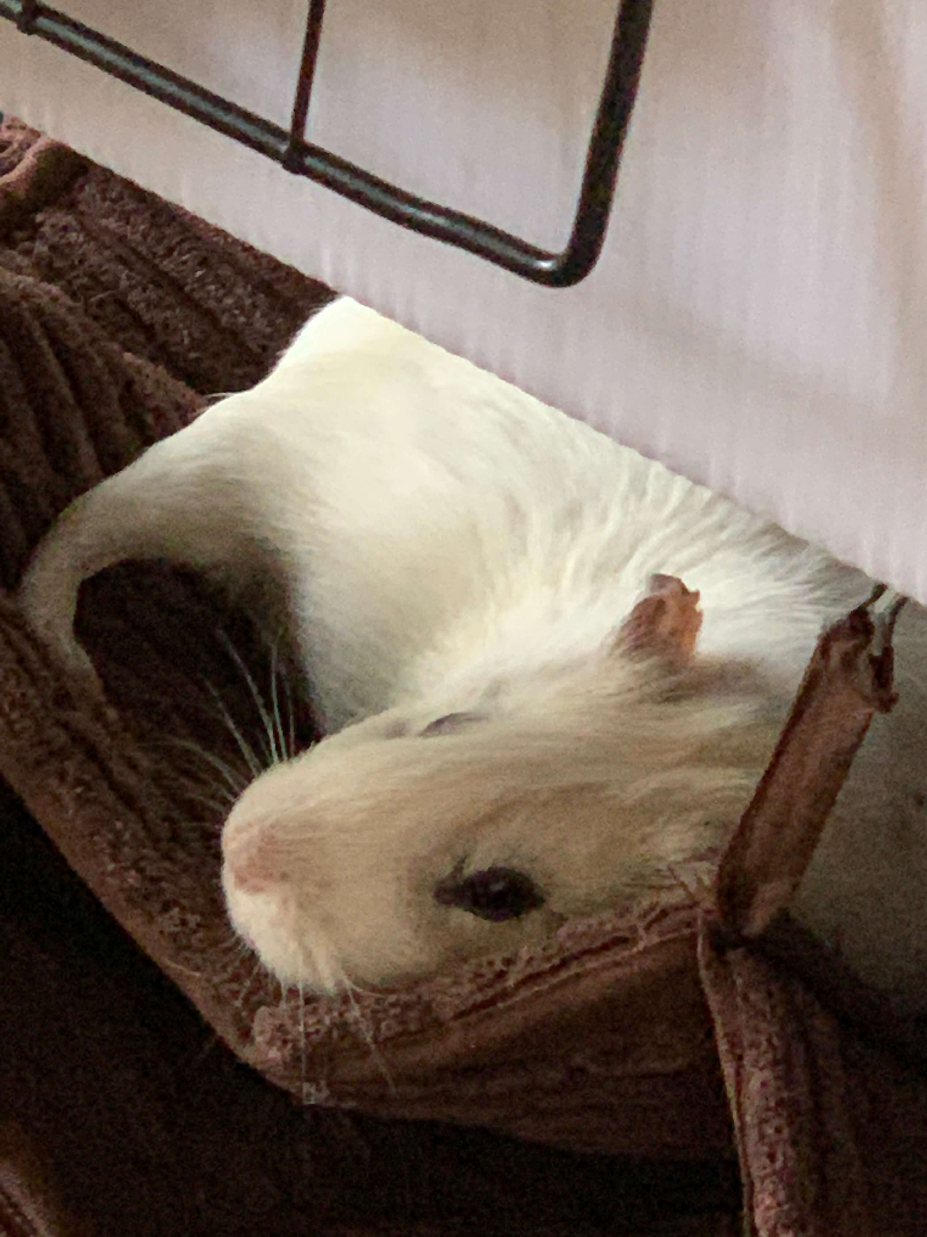 Most-Relaxed.jpeg