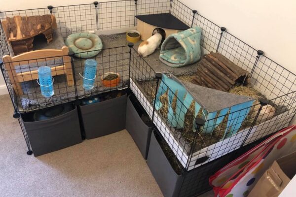 Neville's Nest - Small Animal Boarding Service (based in Leicester)