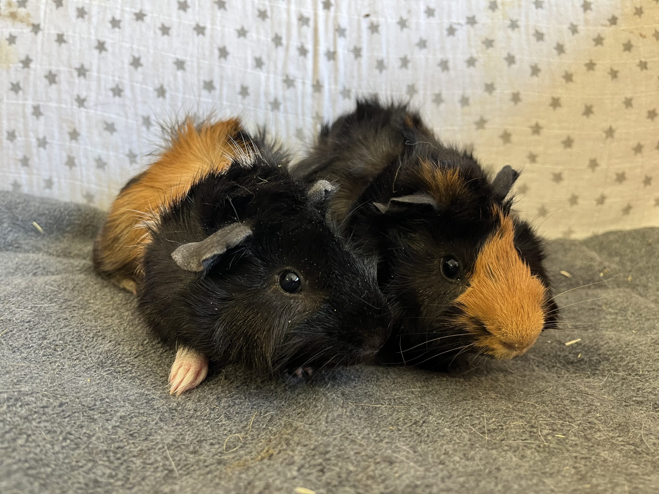 Pob & Bracken